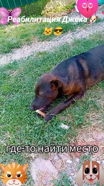 Реабилитация Джека🐶 🐱🙂