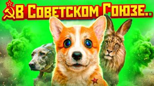 КАК ПОМИРИТЬ ЧЕРЕМШУ и БРДЫЩА? Корги Коржик Говорящая собака