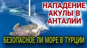 МОРЕ В ТУРЦИИ КИШИТ АКУЛАМИ⁉️ХИЩНИКИ НАПАДАЮТ НА ВСЕ ЧТО ДВИЖЕТСЯ.
