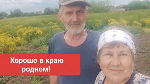 Вот это красота! Первые заготовки. Жизнь станичная на пенсии.