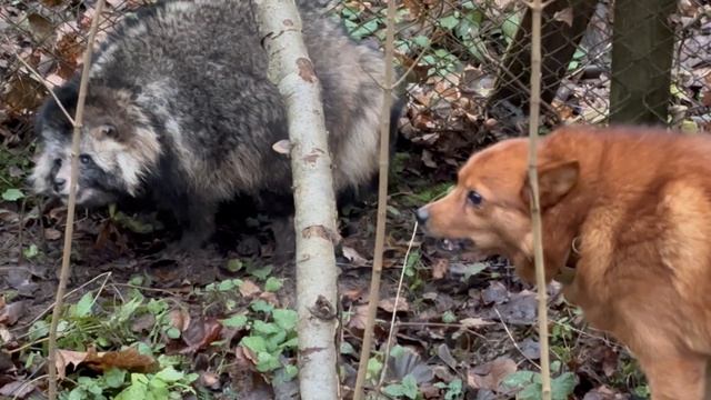Нужен ли ГРУМИНГ для работы по еноту? Is GROOMING Needed For Raccoon Hunting?