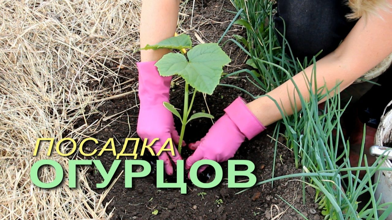 🥒Высаживание рассады ОГУРЦОВ!
