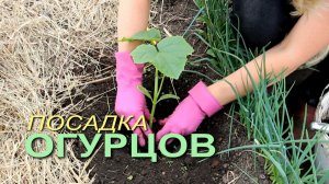 🥒Высаживание рассады ОГУРЦОВ!