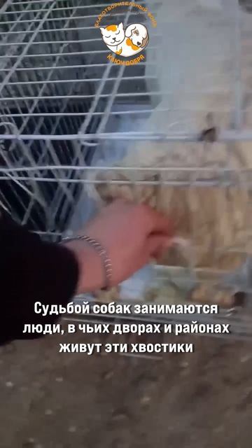 ОСВВ во благо. В Горячем Ключе продолжаются отловы.