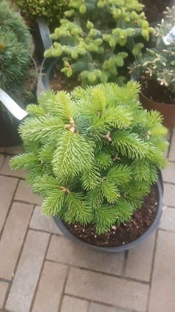❤🌲Пихта Грин Глоб
✔Продажа растений в макси телеграм канале: Https://t.me/love_is_hvoiny_dvorik
🚛🪴От