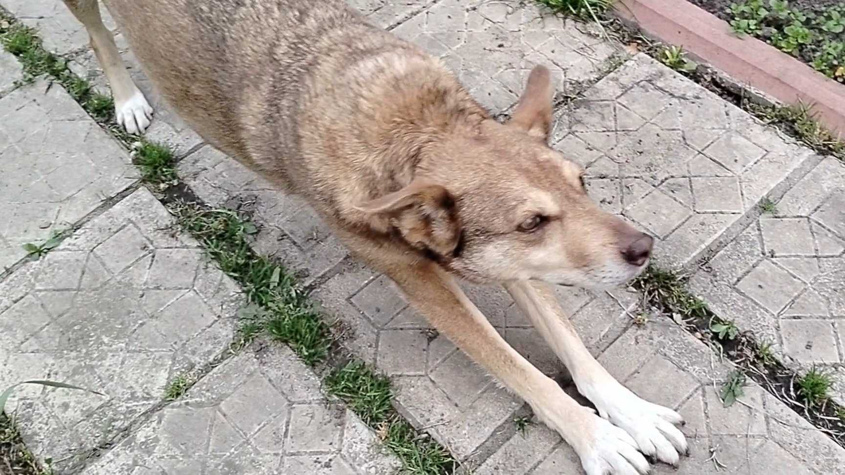 Кто на что горазд 20-05-2026