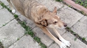 Кто на что горазд 20-05-2026