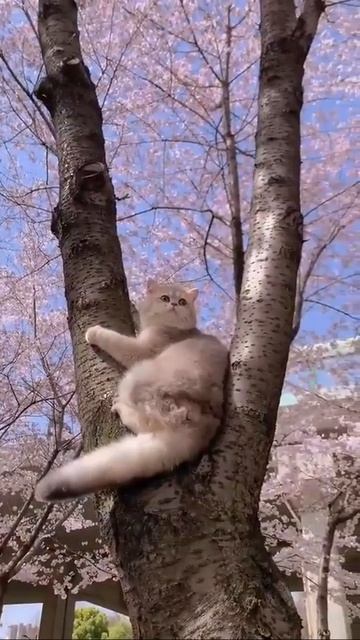 Клип @meowtaverse