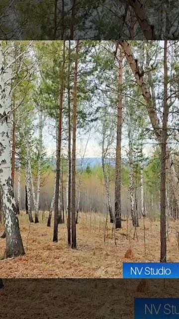 Неожиданные встречи в лесу