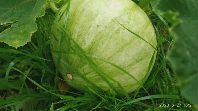 Суп-пюре из тыквы 2020 ноябрь