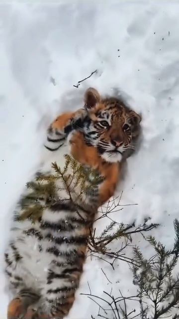 Милый тигрёнок🐯