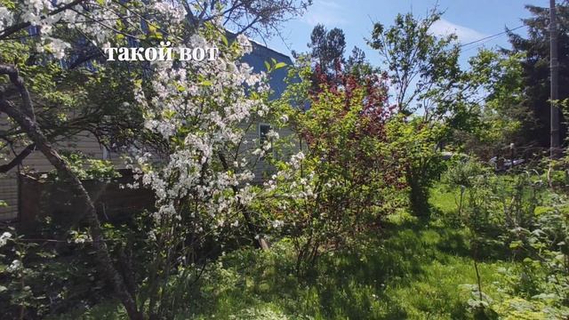 Цветение груши, вишни и яблони в небольшом Подмосковном дачном саду