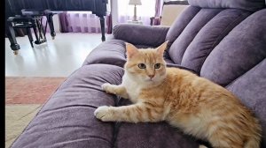 Коты опозорили кошек на 8 марта