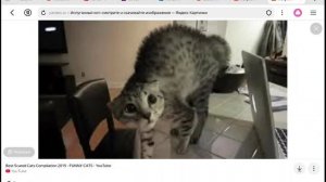 мы коты
