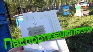 Паспортизация пасеки: зачем нужна и как оформить? Отвечает профессор Пашаян 📋🐝