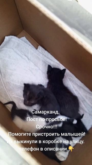 котятам нужен срочно дом!