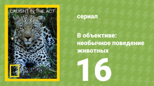 В объективе: необычное поведение животных 16 серия (документальный сериал, 2007)