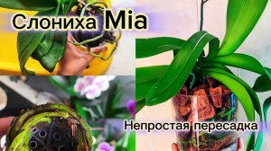 Ох и трудно было❗Пересадка Mia.