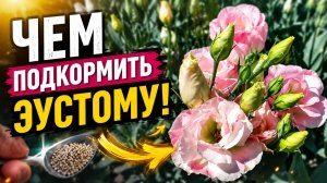 Чем мы подкармливаем эустому в рассаде.