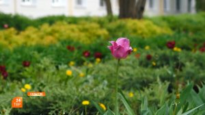 Вместо одуванчиков ― гортензии