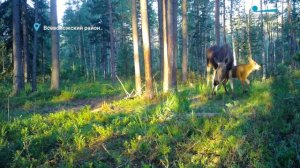 Варакушка вернулась, кряквы вывели на воду детишек, а лосихи учат малышей ориентироваться в лесу