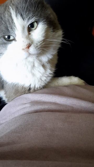 20. 05  26.   #mukbangtatyanaeats #котик пришла с огорода