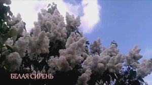 «БЕЛАЯ СИРЕНЬ» Шувалова Светлана