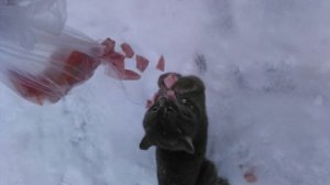 Кормлю Бездомного котика.