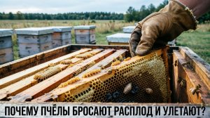 Пчёлы бросили расплод и улетели: почему и что делать? Отвечает профессор Кашковский 🐝🏃♂️