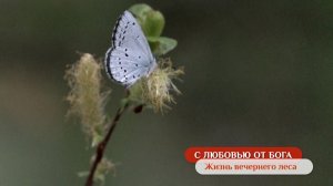Жизнь вечернего леса | С любовью от Бога