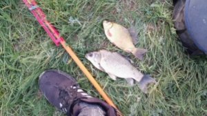 Вечерний клёв на навозного червя🎣 Прикормил маленько и поймал двух хороших карасей.