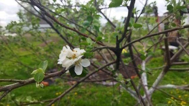 Обзор моей работы в саду и огороде