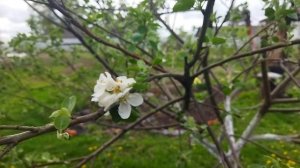 Обзор моей работы в саду и огороде