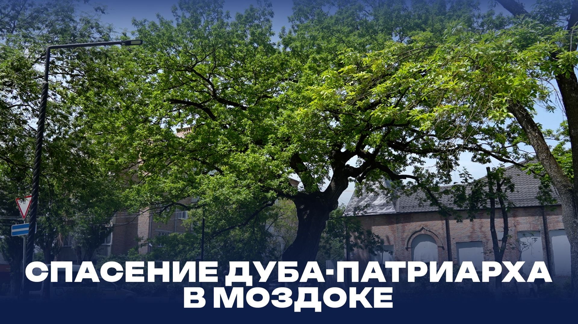 Спасение дуба-патриарха в Моздоке