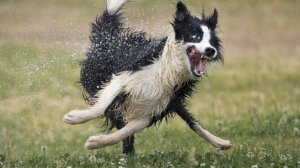 🐾 Смешные животные: топовая подборка для отличного настроения! 🐾