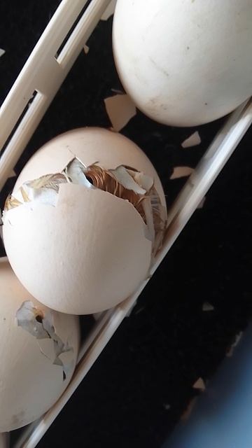 Последние цыплята из инкубатора.