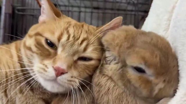 Подушка для кота