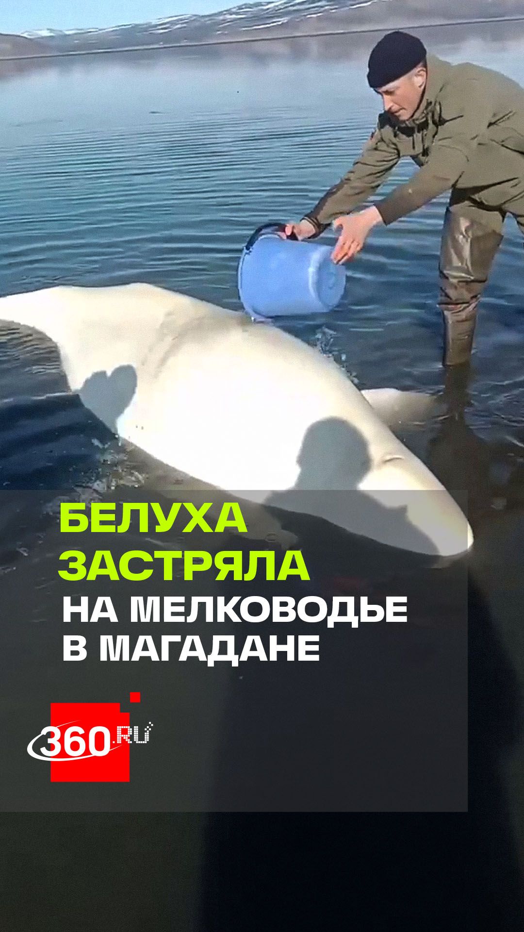 Магаданские рыбаки спасают застрявшую на мелководье белуху