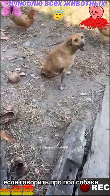 Животные приколы и не только😅
