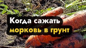 Когда сажать морковь в грунт советы по посадки моркови в грядку. Как и где лучше садить морковуку