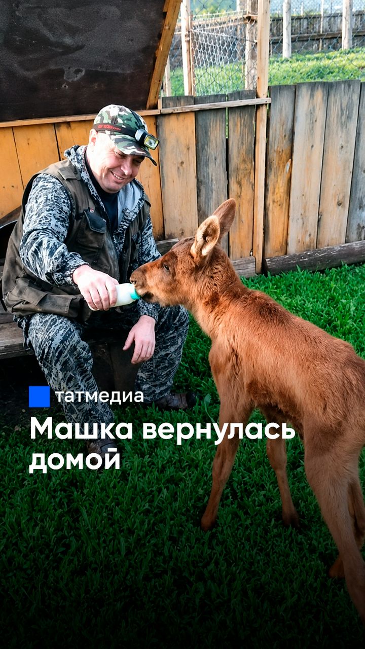 «Зашел к лосенку, взял на руки»: как выхаживали Машку #лосиха #животные