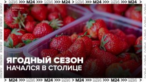 Ягодный сезон стартовал в Москве - Москва 24