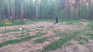 РО1дебюдРезчикова Валерия и спаниельМиландерс Рич Хаус Гай Кубок Панды 2026 по Ралли Обидиенс онлайн
