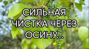 СИЛЬНАЯ ЧИСТКА ЧЕРЕЗ ОСИНУ... ДЛЯ ВСЕХ...