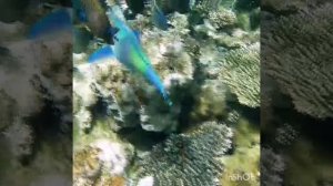 The Prince of Parrotfish is trying to storm the throne!  Regency club Park Regency Sharm El Sheikh