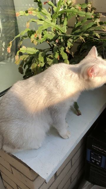 Кошка Кристалл