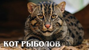 Кот-Рыболов: Идеальный Ныряльщик | Интересные факты про кошку рыболова