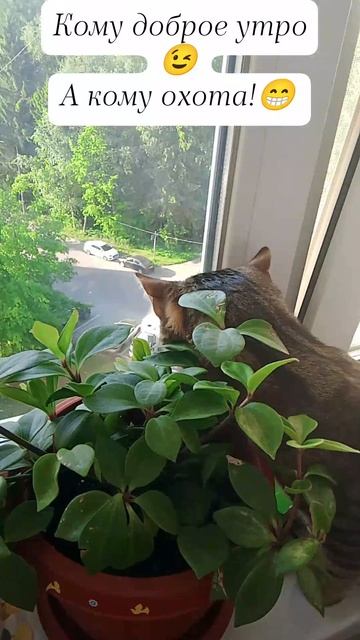 кот охотник😉