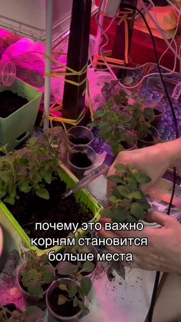 Укорененные черенки петунии