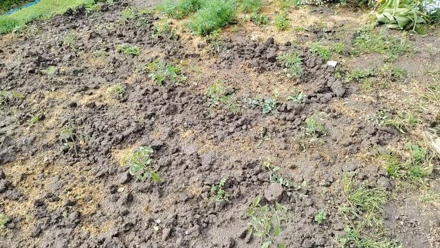 Погуляем по моему огороду.